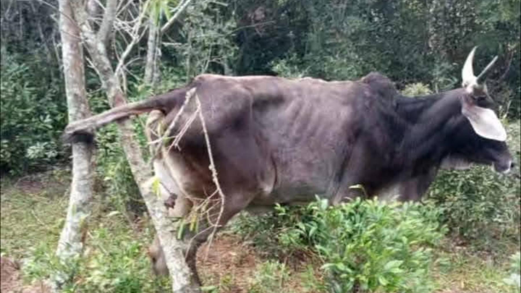 Hallazgo insólito en San Juan Nepomuceno: vaca aparece colgada de un árbol y vecinos atribuyen el hecho al Pombero