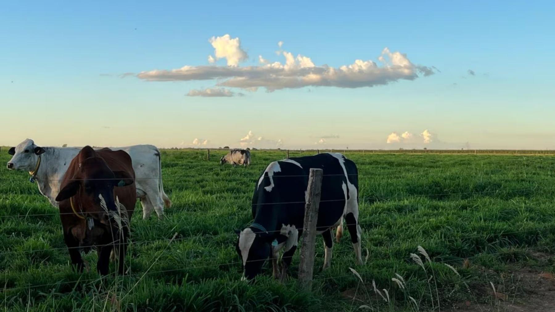 Vacas pastando, la semana pasada, en una área de Mato Grosso que combina cultivos con ganados para reducir las emisiones contaminantes.